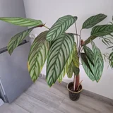 Суккуленты — pot, table lamp (photo 2)