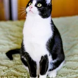 Кошка Николь — Egyptian cat (photo 3)