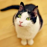 Кошка Шешем в добрые руки — Egyptian cat (photo 5)
