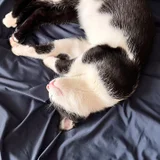 Котенок Шуфутинский младший — Border collie (photo 3)