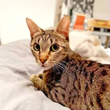 Кошка Альфа (photo 6)