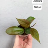 Marantha Kerchoveana (photo 1)