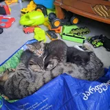 Котята в добрые руки — tabby, tiger cat, Egyptian cat (photo 1)