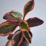 Седум буррито — pinwheel, pot (photo 25)