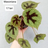 Marantha Kerchoveana (photo 6)