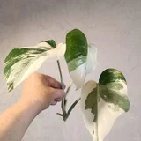 Каллизия зелёная — quill, head cabbage, cucumber (photo 1)