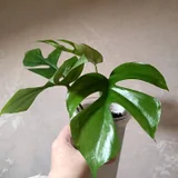 Рео Ситара Голд (photo 10)