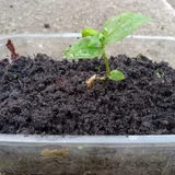 Традесканция садовая — pot (photo 1)