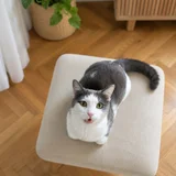 Кошка Ася в добрые руки — carton (photo 2)