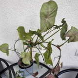 Сингониум Пинк с детками — pot, vase (photo 2)