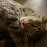 Кот Чешир — Egyptian cat, tabby (photo 1)