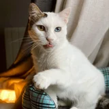 Кошка Луми в добрые руки (photo 6)