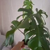 Хлорофитум зеленый — pot, vase (photo 4)