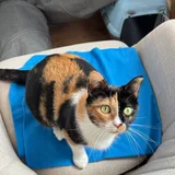 Кошечка Ириска в добрые руки — Egyptian cat, sleeping bag, tabby (photo 4)