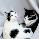 Кошечка Мерилин в добрые руки — tub (photo 2)