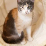 Трехцветная кошка Чупа в добрые руки — Egyptian cat, tabby (photo 1)
