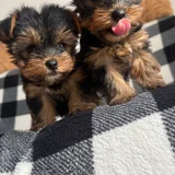 Щенки мини-йорка — Yorkshire terrier (photo 4)