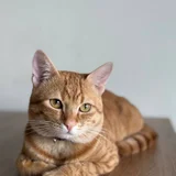 Котик Оскар, 1 год — Egyptian cat, tabby (photo 3)
