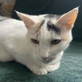 Кошки Плюшка и Айза в добрые руки — Egyptian cat, Siamese cat (photo 3)