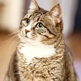 Кошка Валиди — tabby, tiger cat, Egyptian cat (photo 1)