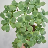 Суккуленты (набор) — pot (photo 4)