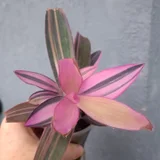 Рео Ситара Голд — pinwheel, daisy (photo 2)