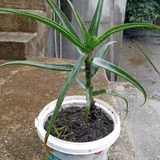 Алоэ полосатое в ведёрке — pot (photo 2)
