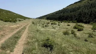 Участок Лиси