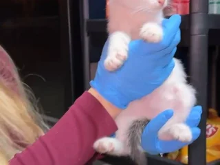 Котенок в добрые руки
