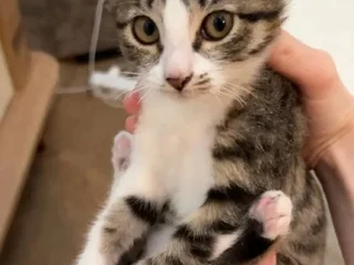 Котенок Моти