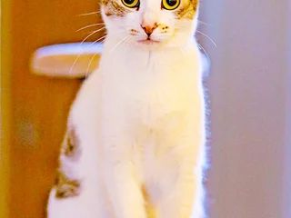 Кошка Орнелла в добрые руки