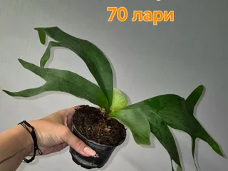 Растюхи