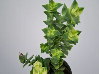 Суккуленты
