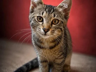 Котёнок Ричи