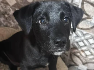 Щенок Молли в добрые руки