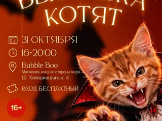 Котята