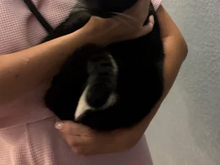 Кот