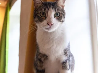 Кот Ако