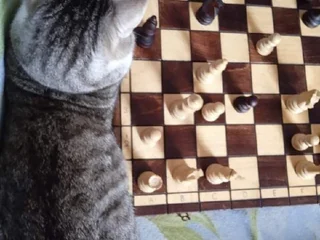 Котоняня и передержка кошек