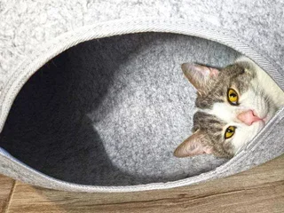 Кот Амурчик