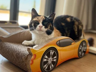 Кошка Элис