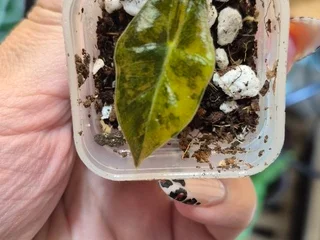Детка Alocasia Pseudo-Sanderiana Aurea Variegata