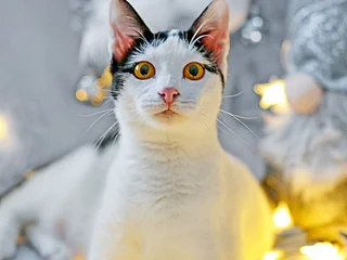 Кошечка Мерилин в добрые руки
