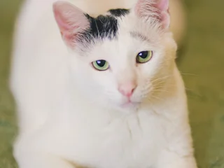 Кот Марлон