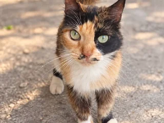 Кошка Вуса в дар
