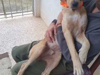 Щенок Бонифаций в добрые руки