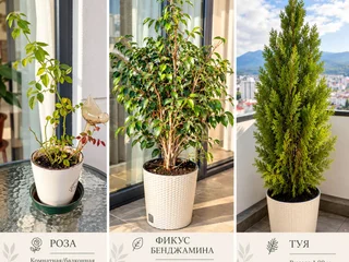 Фикус Бенджамина