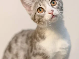 Котенок Юми