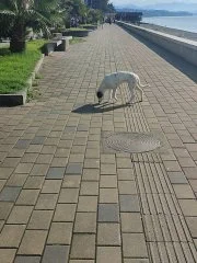 Щенок Бедлингтон Терьера