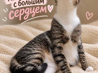 Кошечка в добрые руки